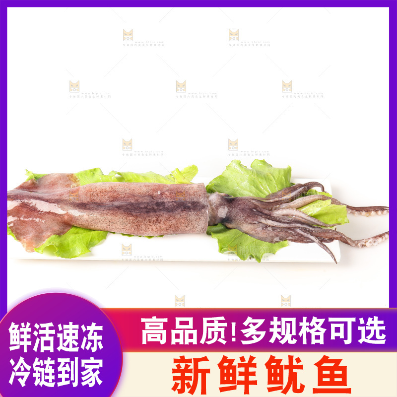白底上的新鲜鱿鱼