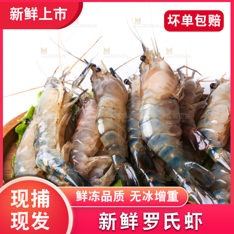 白底上的罗氏虾