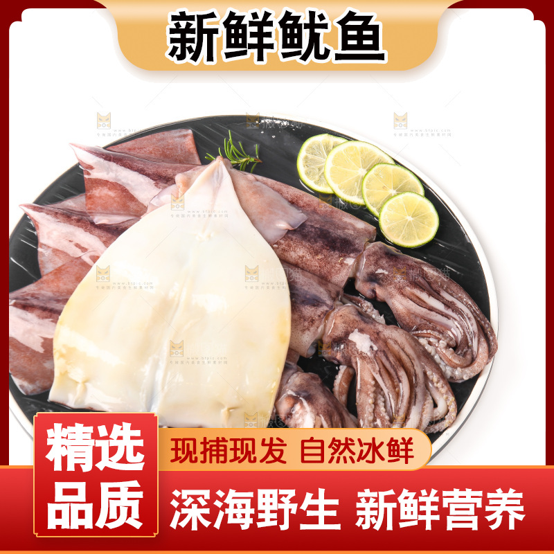 白底上的新鲜鱿鱼