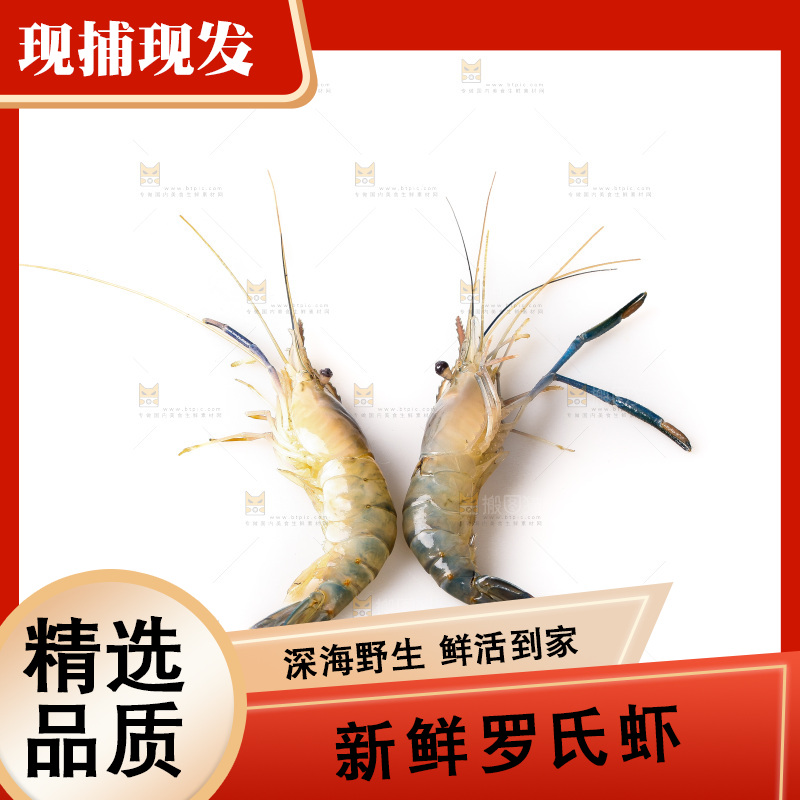 白底上的罗氏虾