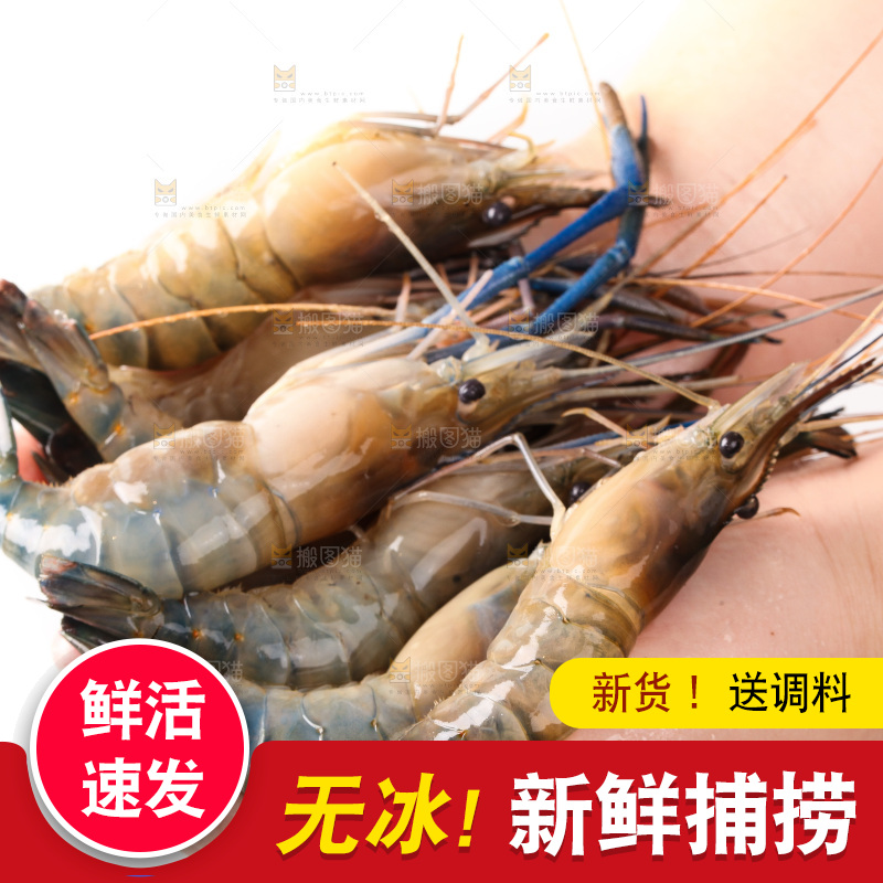 白底上的罗氏虾