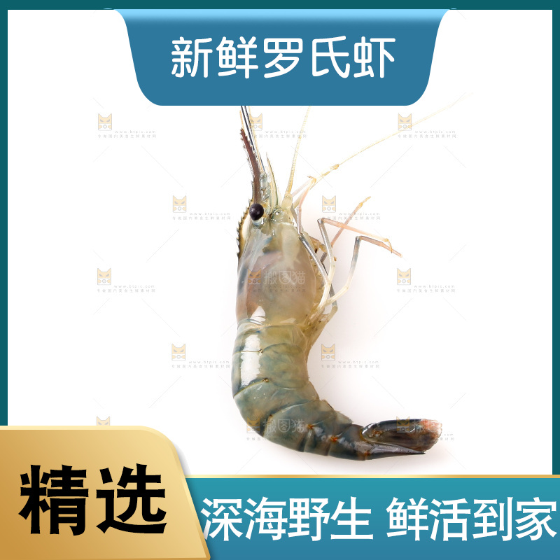 白底上的罗氏虾