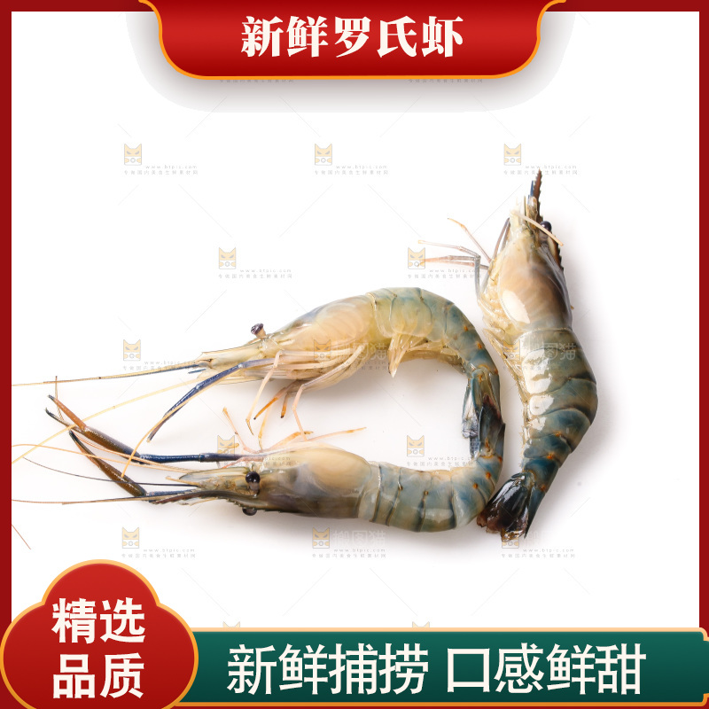 白底上的罗氏虾