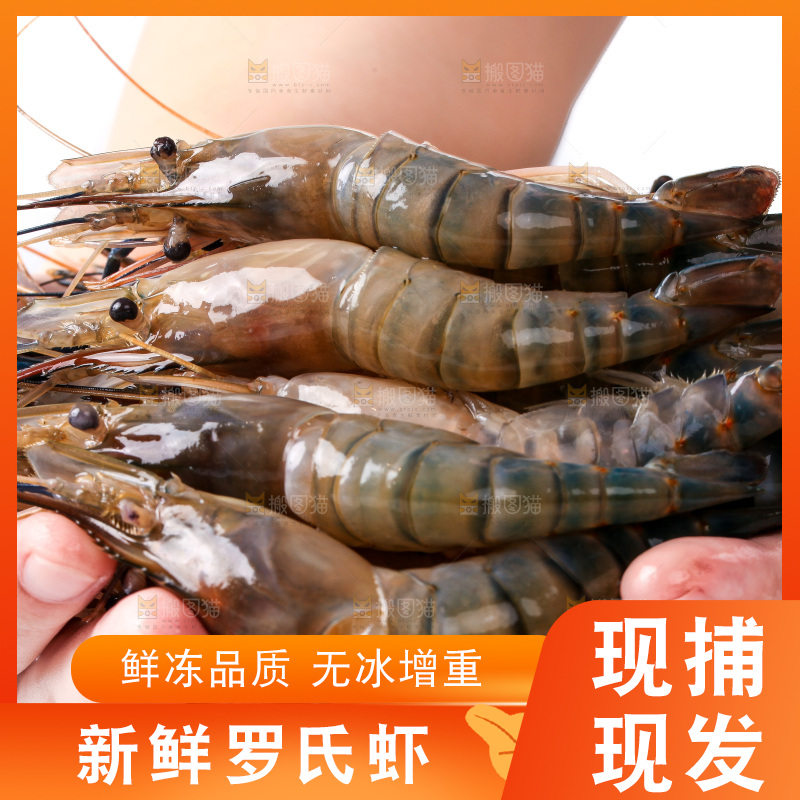 白底上的罗氏虾