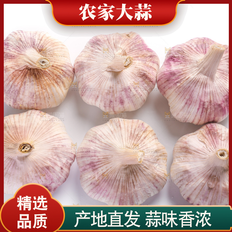 白底上的紫皮大蒜