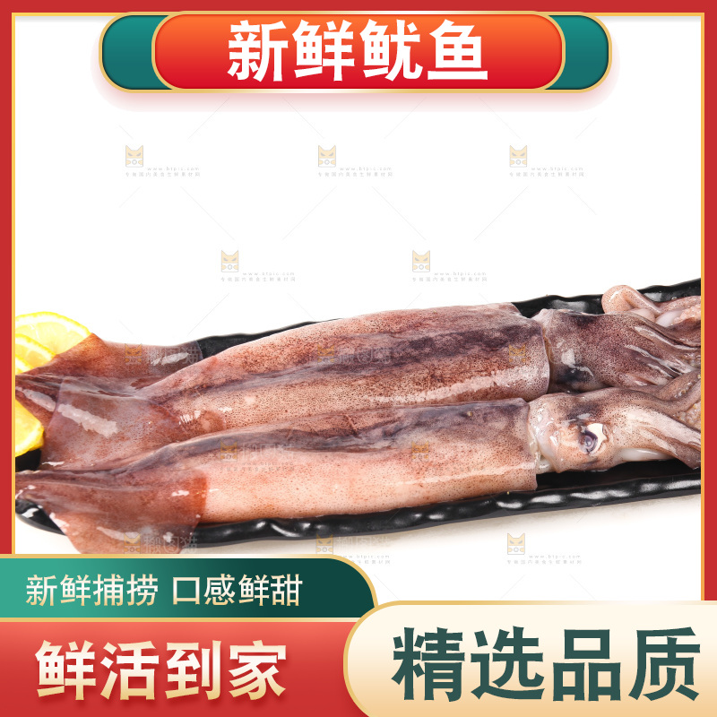 白底上的新鲜鱿鱼
