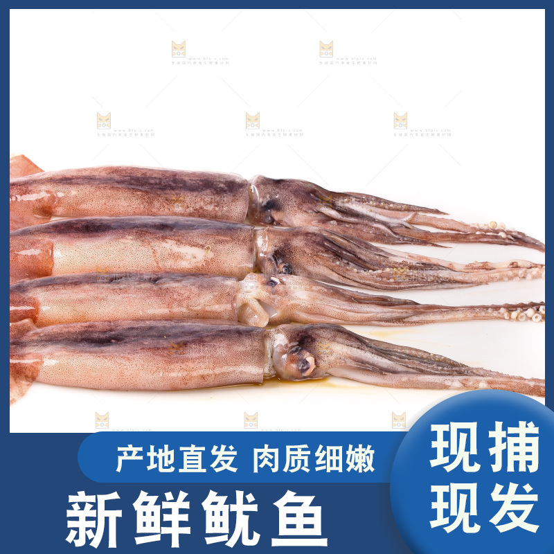 白底上的新鲜鱿鱼