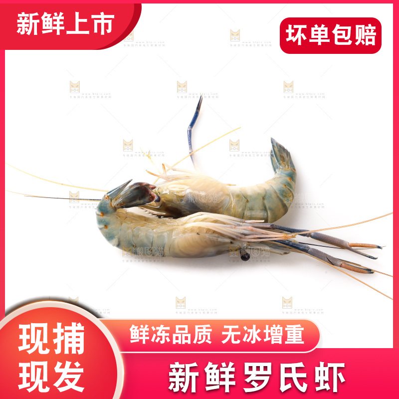 白底上的罗氏虾