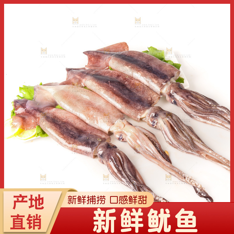 白底上的新鲜鱿鱼
