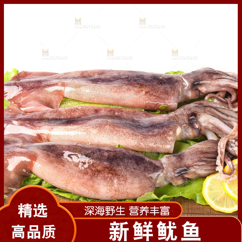 白底上的新鲜鱿鱼