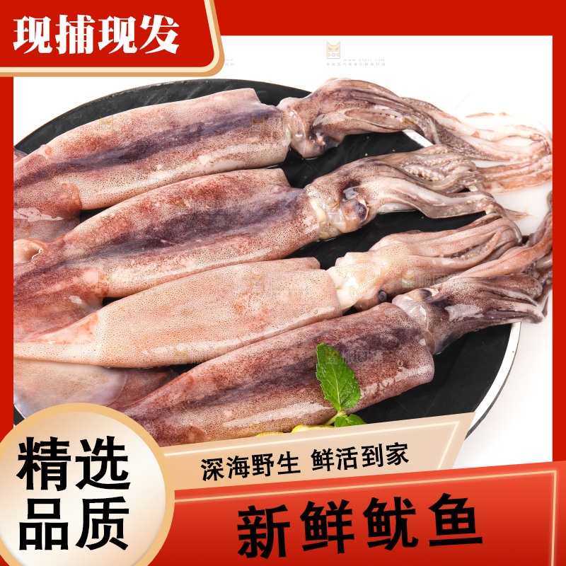白底上的新鲜鱿鱼