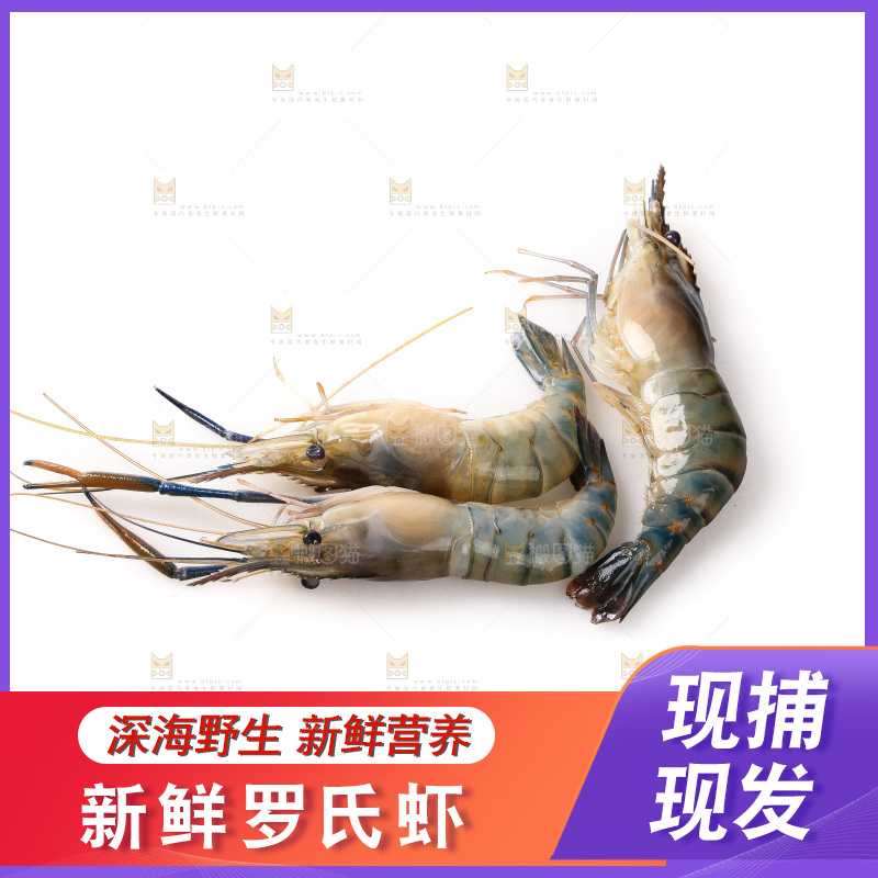 白底上的罗氏虾