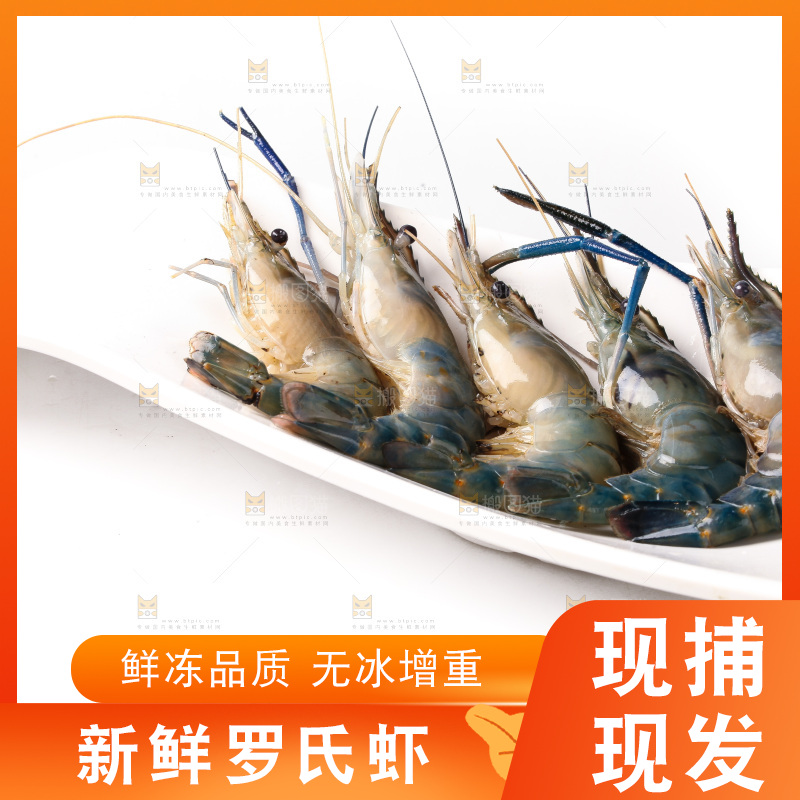 白底上的罗氏虾