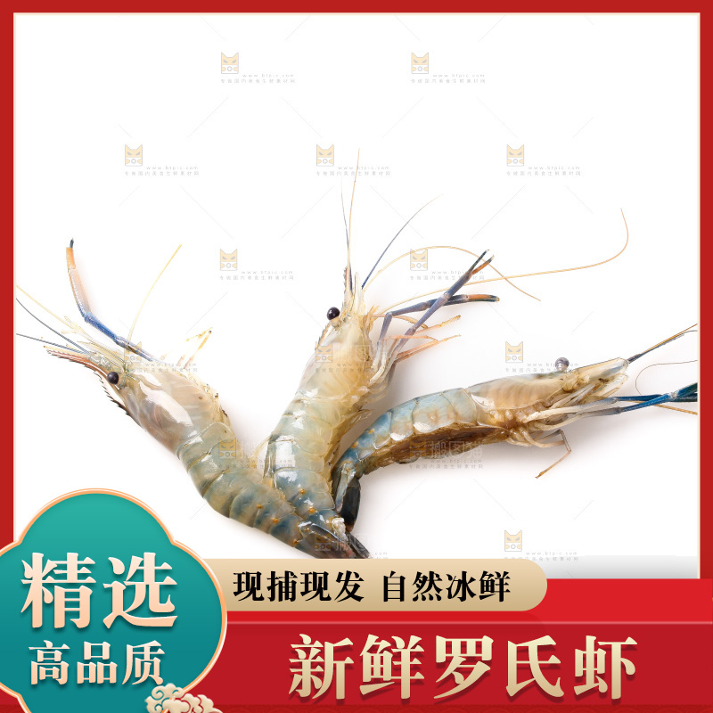 白底上的罗氏虾