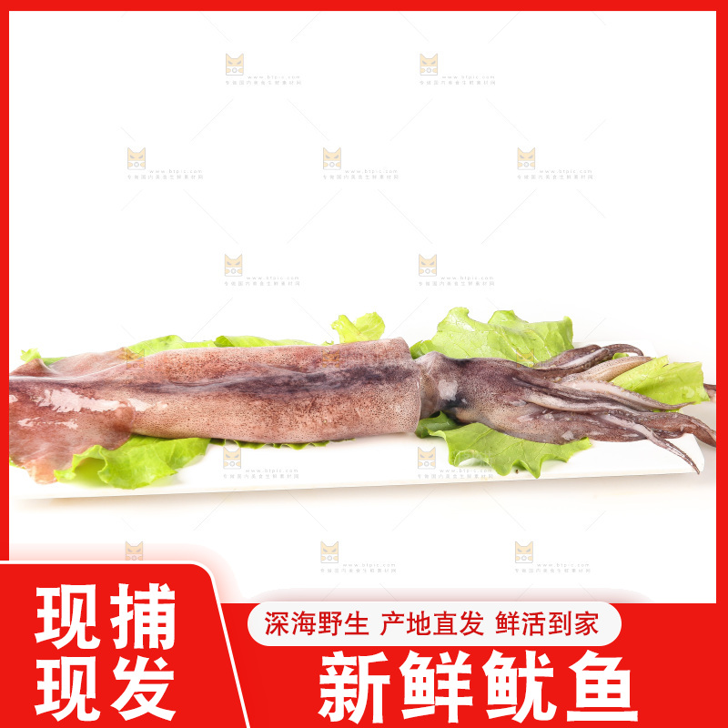 白底上的新鲜鱿鱼
