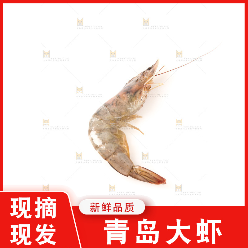 白底上的大虾