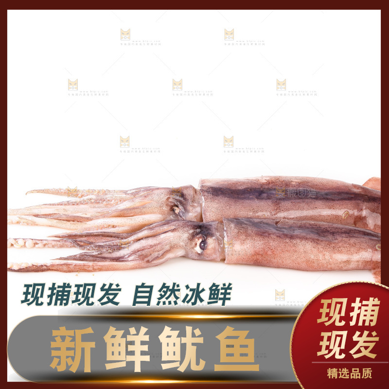 白底上的新鲜鱿鱼