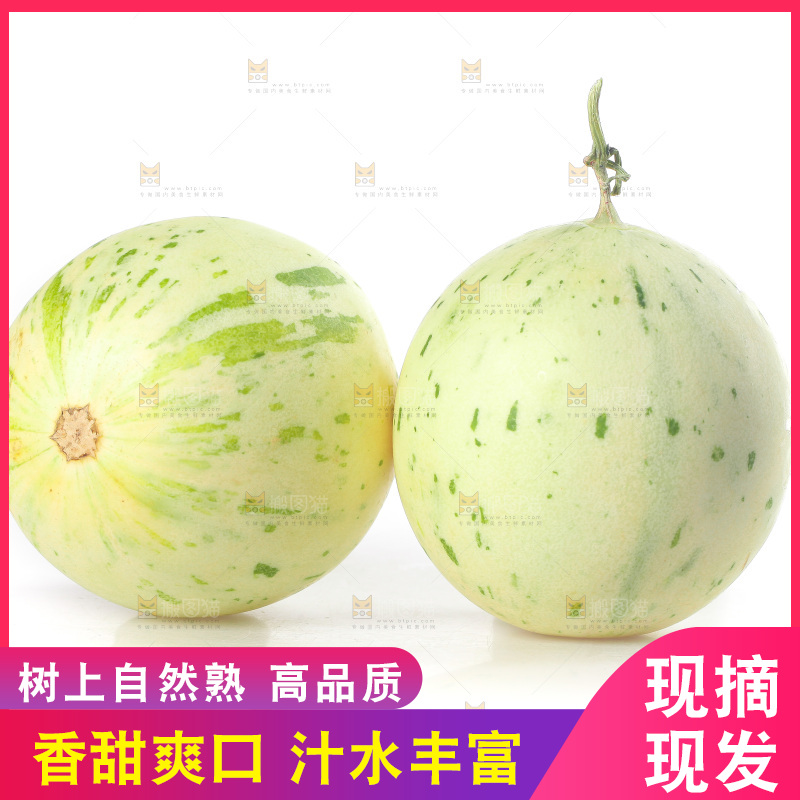 白底上的月露流星蜜瓜