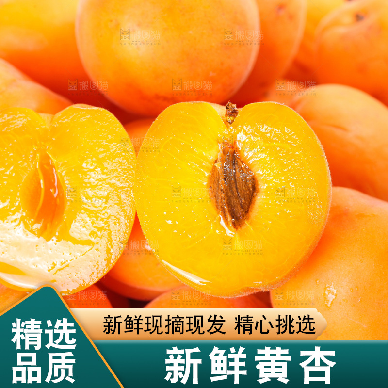 白底上的大黄杏