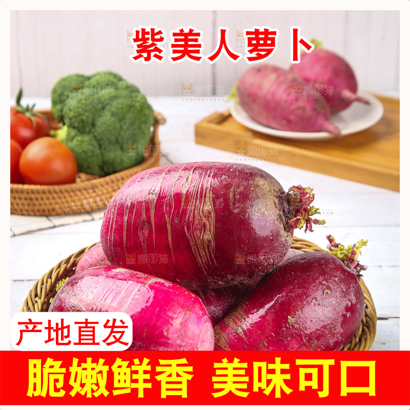 浅底上的紫美人萝卜