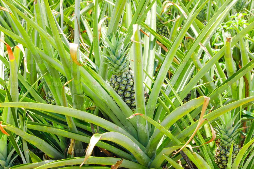 凤梨种植基地