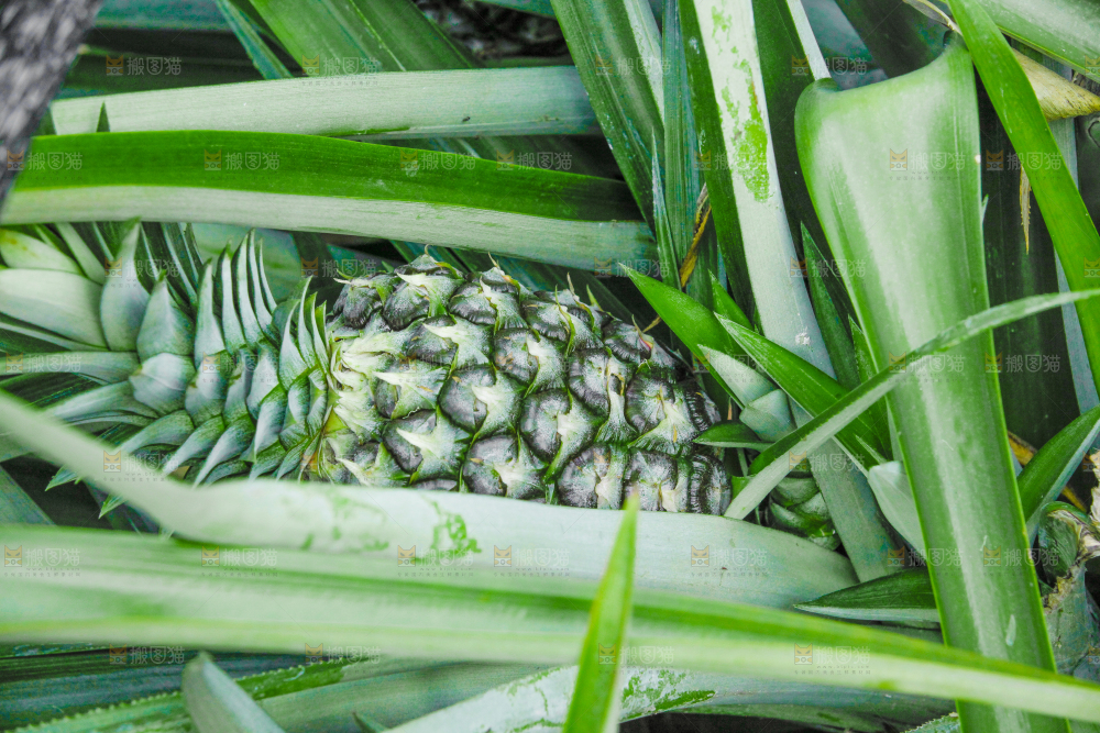 金钻凤梨种植