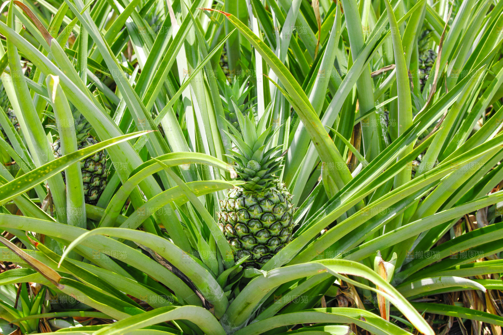凤梨种植基地