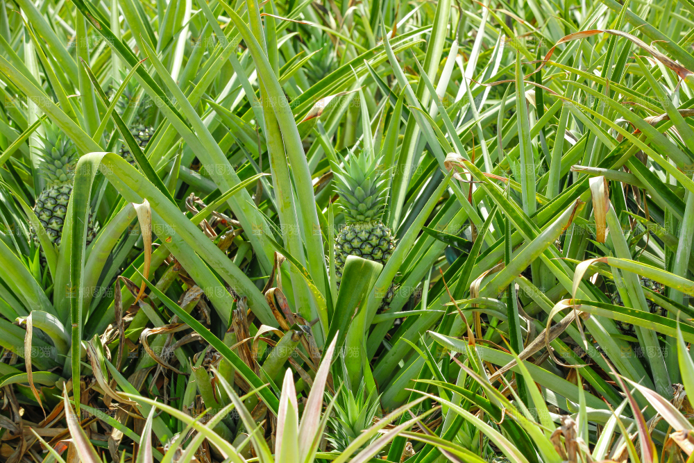 凤梨种植基地