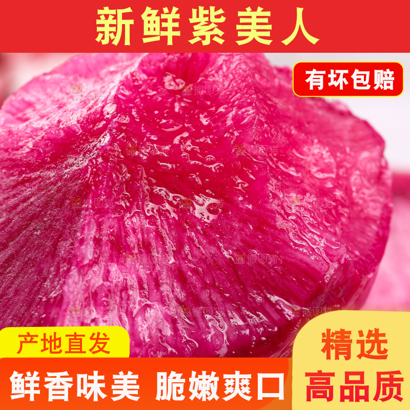 浅底上的紫美人萝卜