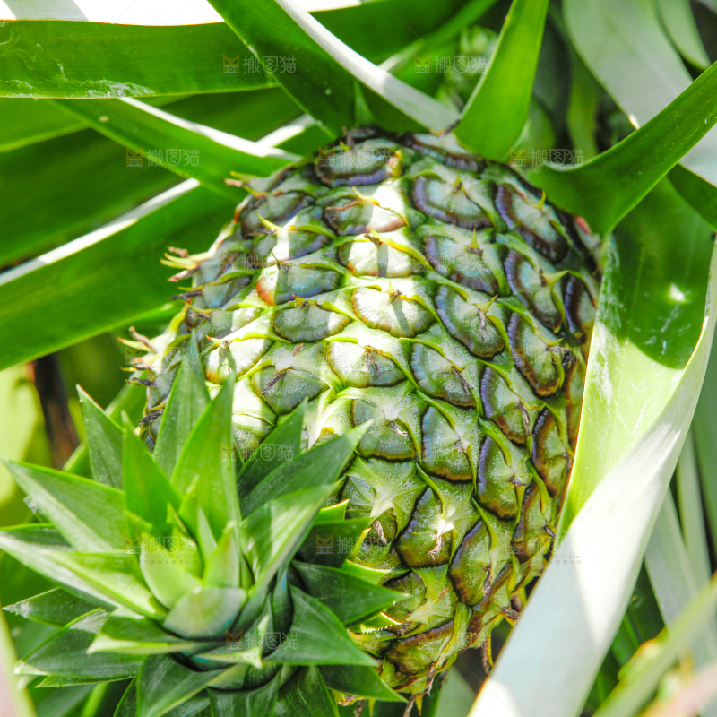 凤梨种植基地