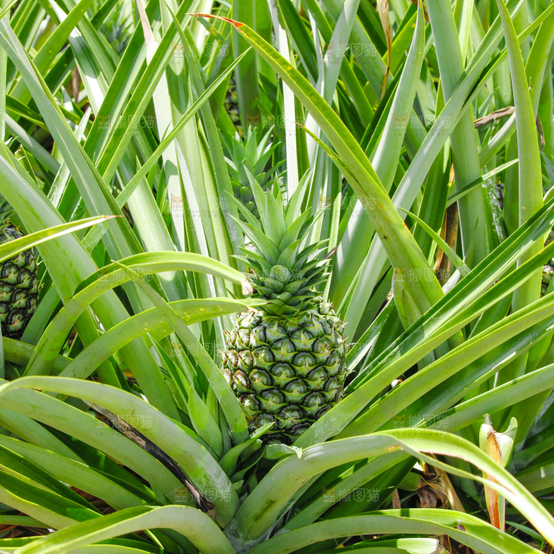凤梨种植基地