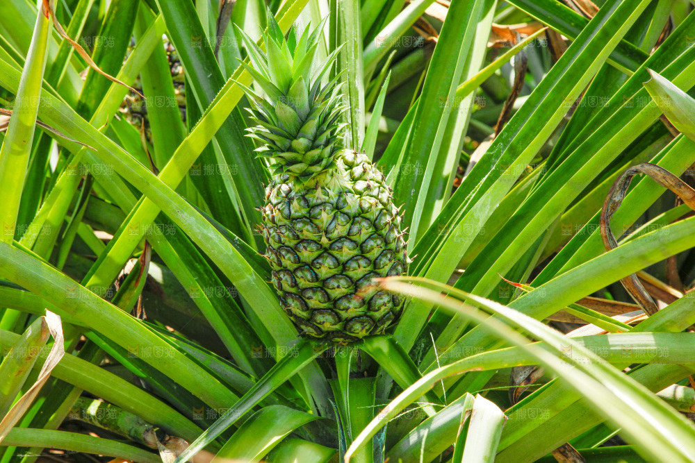 金钻凤梨产地
