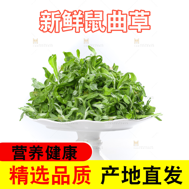 白底上的鼠曲草