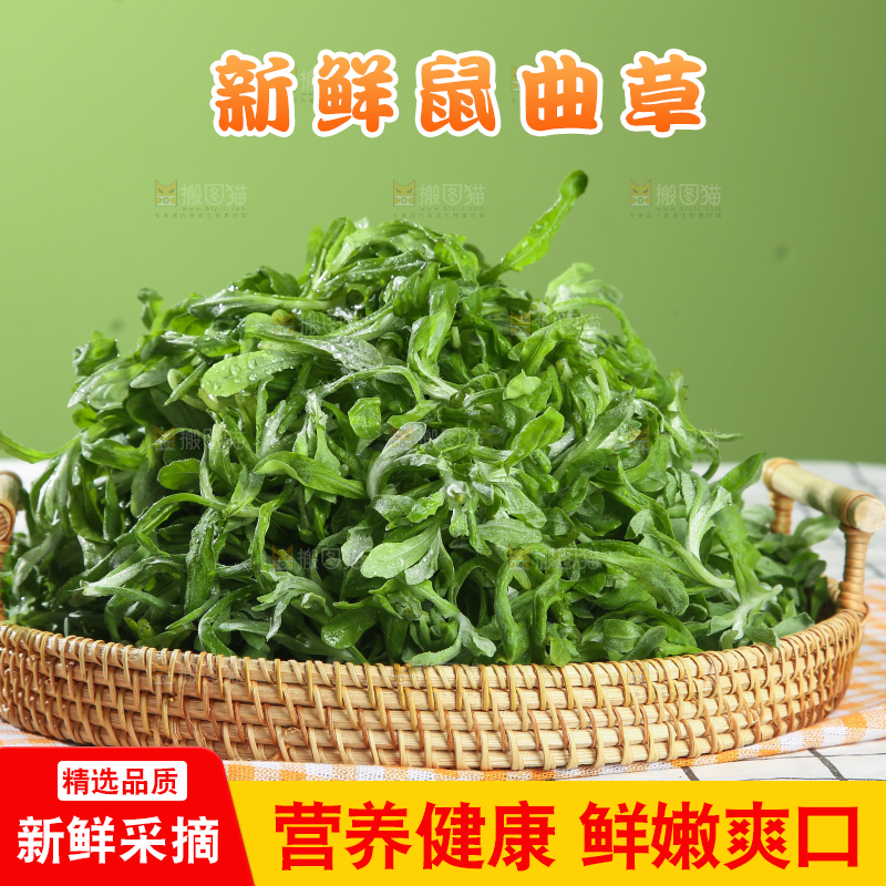 浅底上的鼠曲草
