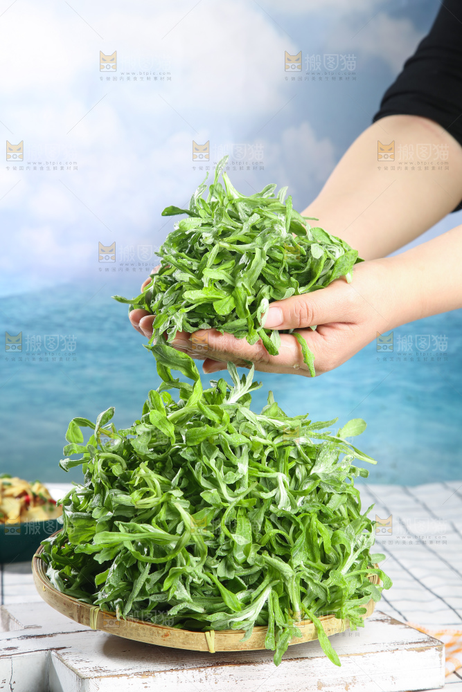 浅底上的鼠曲草