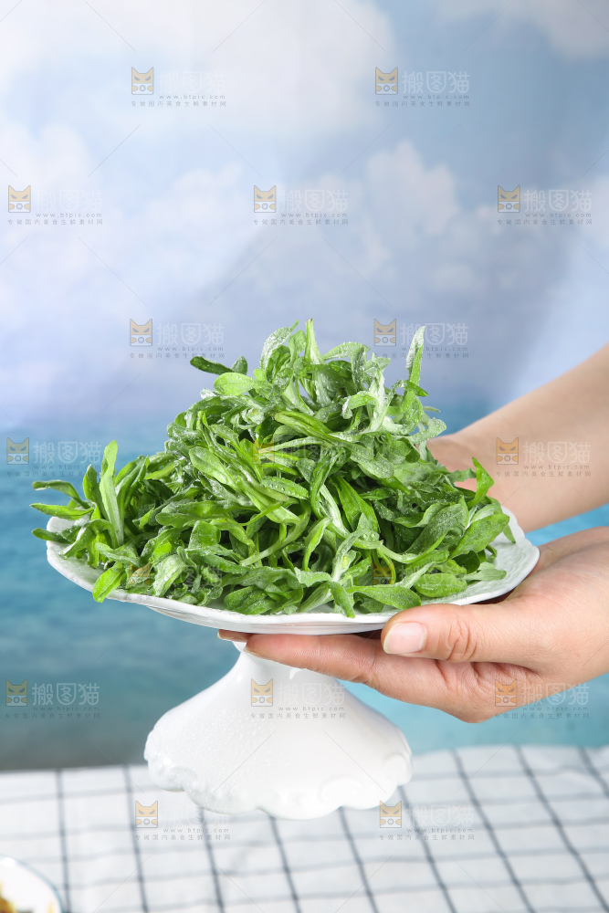 浅底上的鼠曲草
