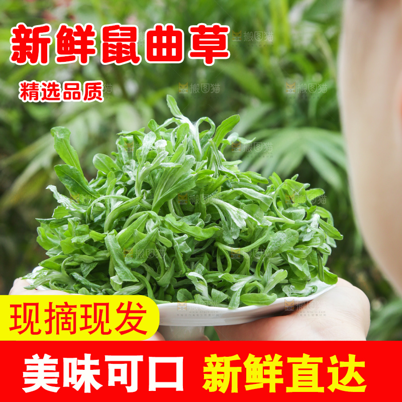 深底上的鼠曲草