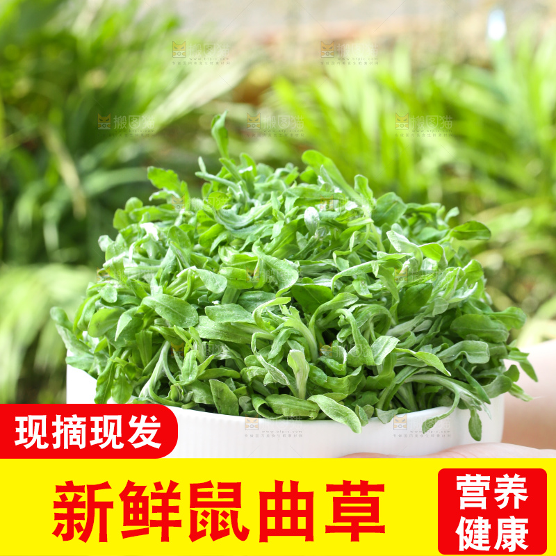 深底上的鼠曲草