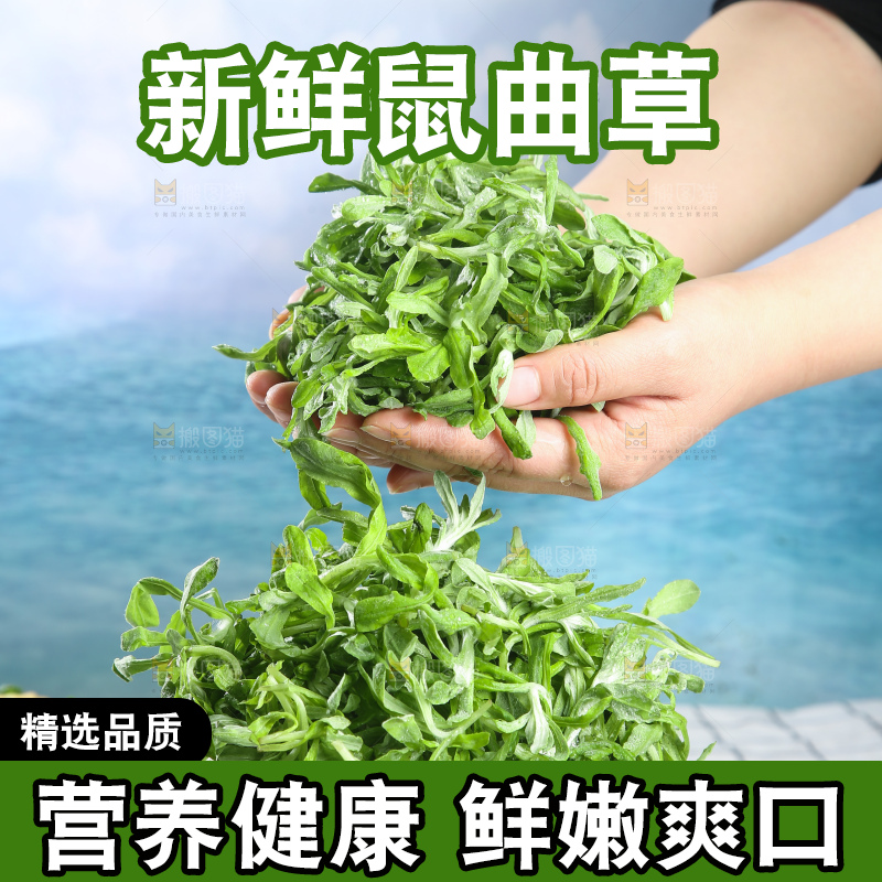 浅底上的鼠曲草