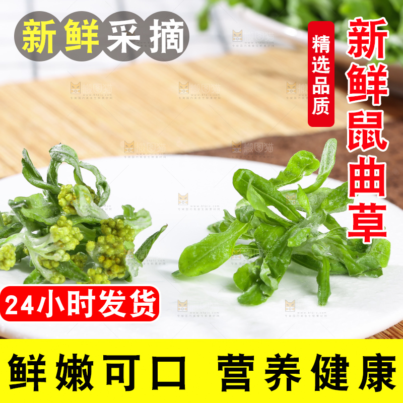 浅底上的鼠曲草