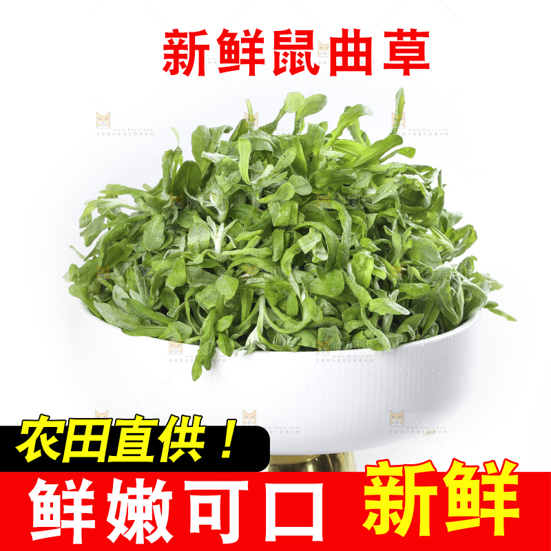 白底上的鼠曲草
