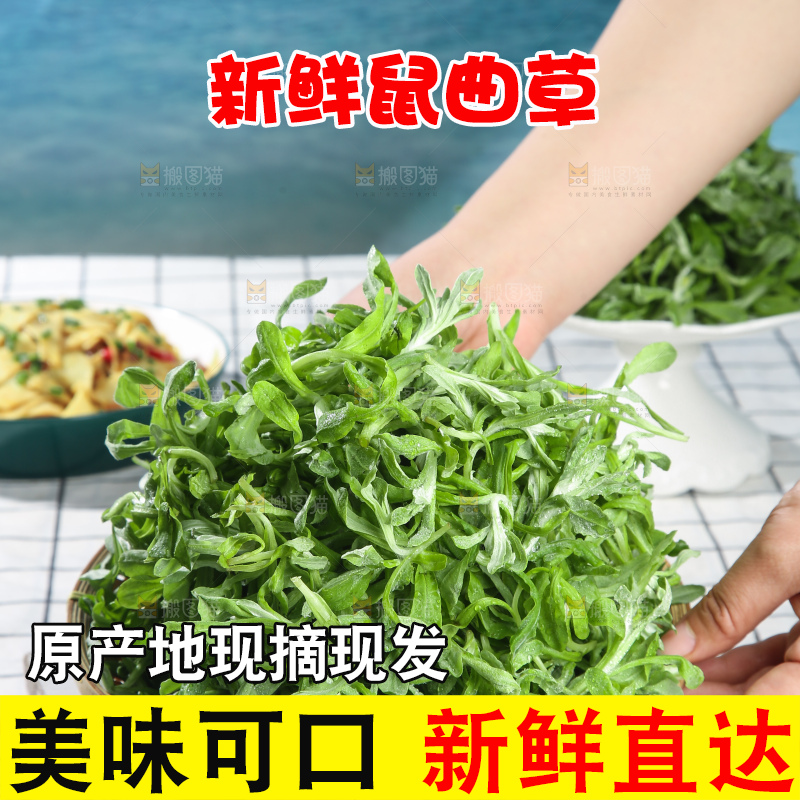 浅底上的鼠曲草