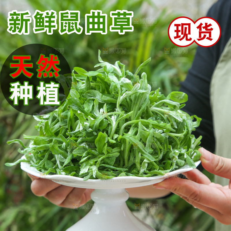 深底上的鼠曲草
