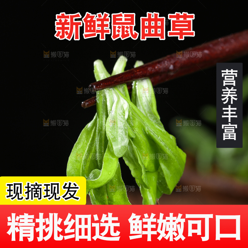 深底上的鼠曲草