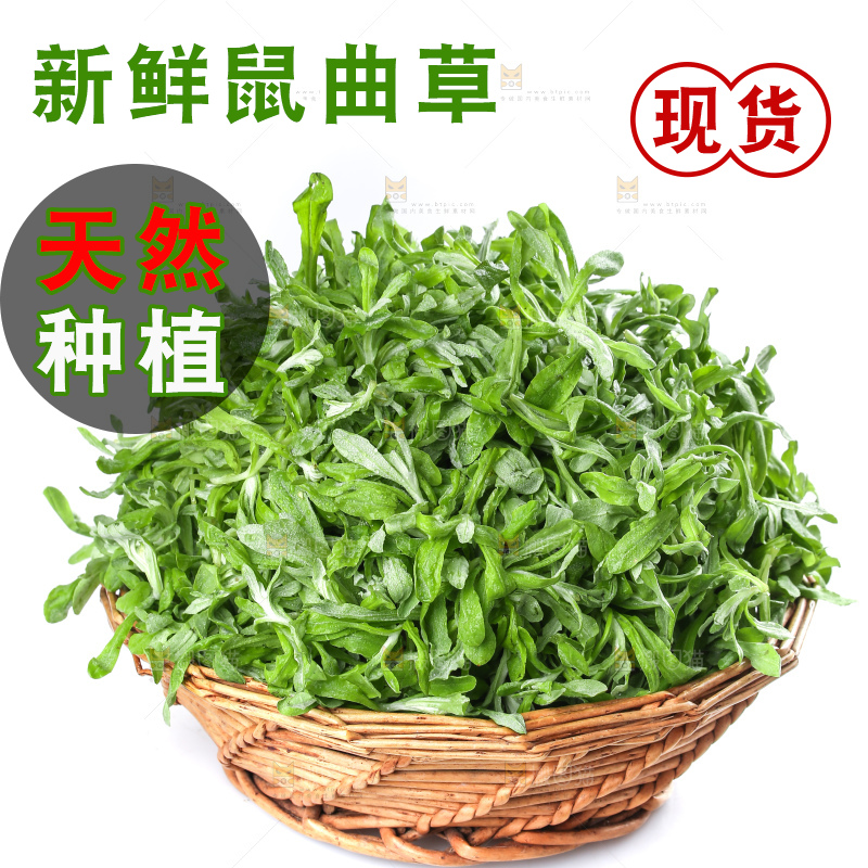 白底上的鼠曲草