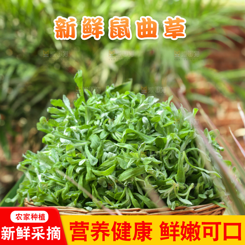 深底上的鼠曲草