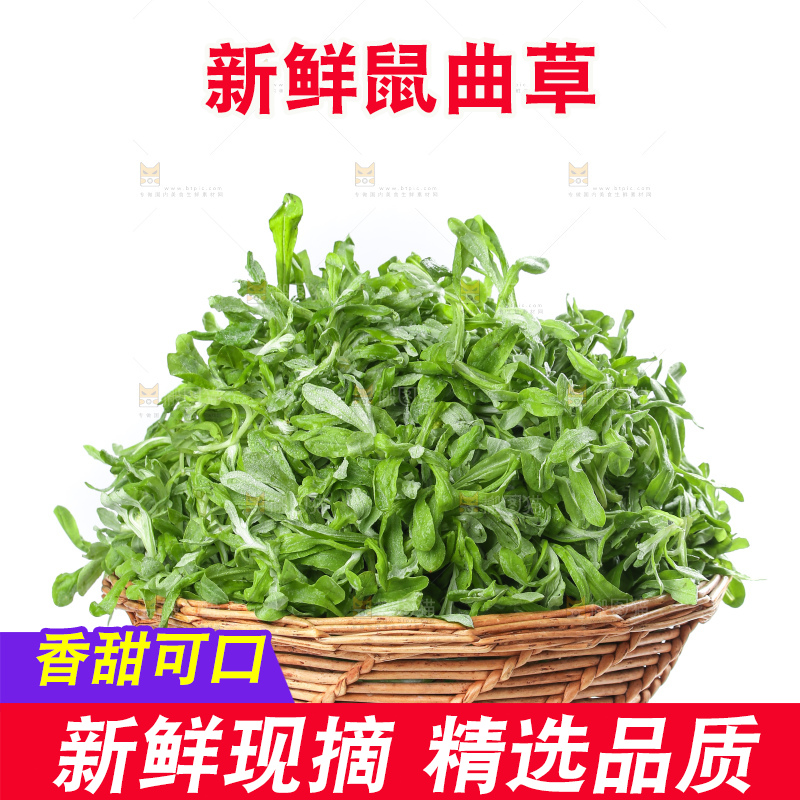白底上的鼠曲草