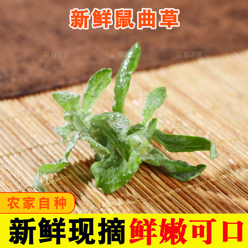 浅底上的鼠曲草