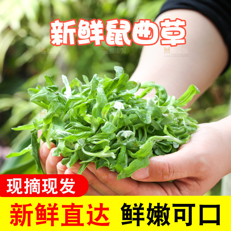 深底上的鼠曲草