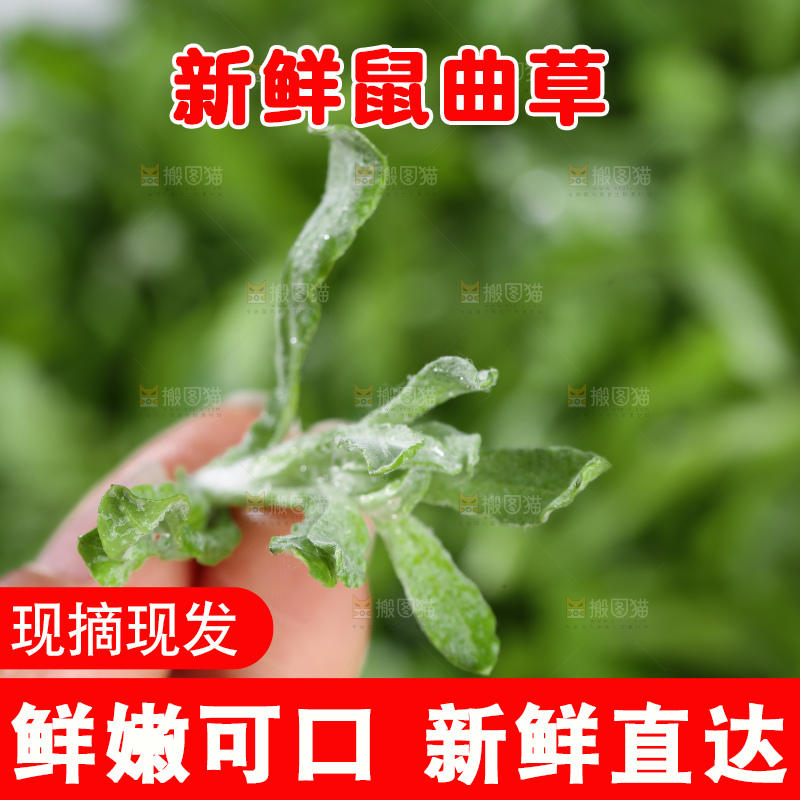 浅底上的鼠曲草